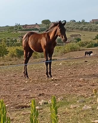 cavallo Paint per t.p.r 