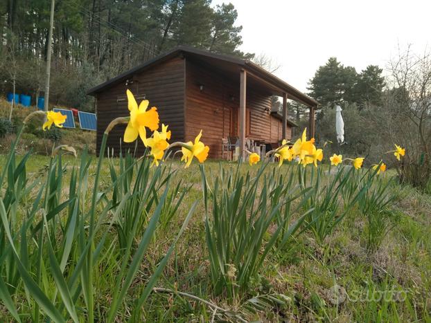 Terreno con annesso agricolo loc Diacceto Ferrano