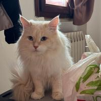 Monta Gatto SIBERIANO accoppiamento RIPRODUTTORE