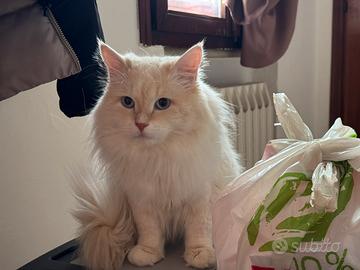 Monta Gatto SIBERIANO accoppiamento RIPRODUTTORE