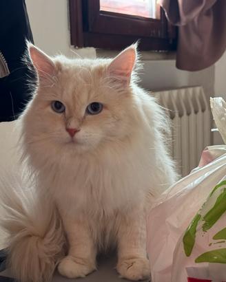 Monta Gatto SIBERIANO accoppiamento RIPRODUTTORE