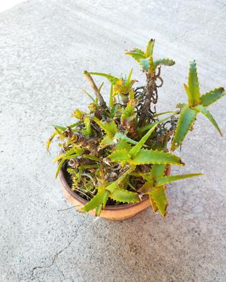 Vaso con pianta Aloe