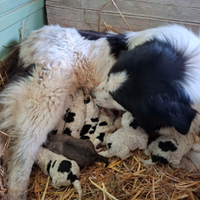 Cuccioli cane pastore asia centrale kangal