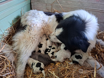 Cuccioli cane pastore asia centrale kangal