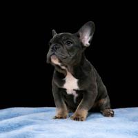 Cucciolo di bouledogue francese
