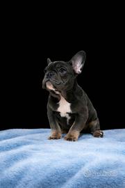 Cucciolo di bouledogue francese