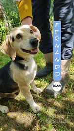 Fernando taglia piccola