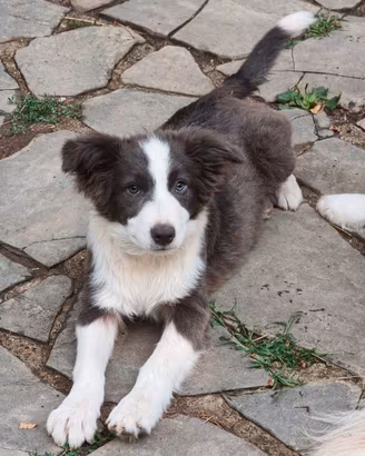 Border collie blu e bianco cucciolone