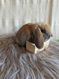 Coniglio nano Minilop Madagascar