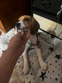 Beagle