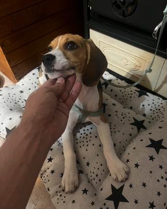 Beagle