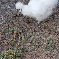 Galline Moroseta nane