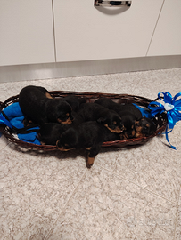 Cuccioli Rottweiler meticci