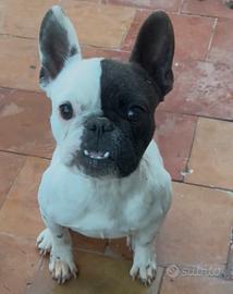 Bulldog francese femmina