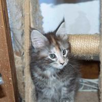 Maine Coon Cuccioli