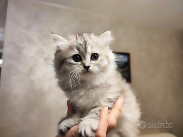 Cuccioli - Scottish Fold e Straight