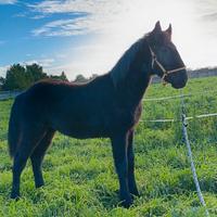 Cavallo Puledro Murgese