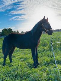 Cavallo Puledro Murgese
