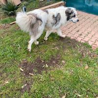 Cucciolone per trasferimento lavorativo