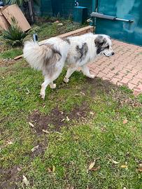 Cucciolone per trasferimento lavorativo