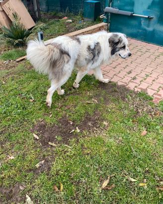 Cucciolone per trasferimento lavorativo