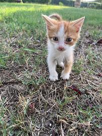 Gattini in attesa di una casa