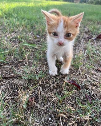 Gattini in attesa di una casa