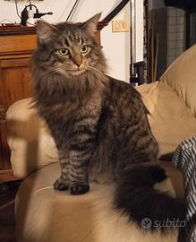 Bella cucciolata di gatti
