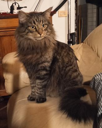 Bella cucciolata di gatti