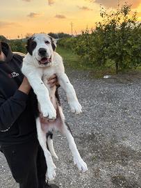 Pastore dell'Asia centrale