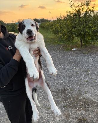 Pastore dell'Asia centrale