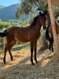 Cavalli spagnoli