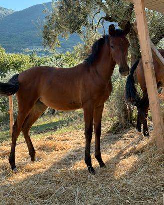 Cavalli spagnoli