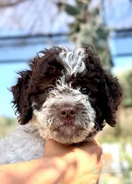Lagotto romagnolo