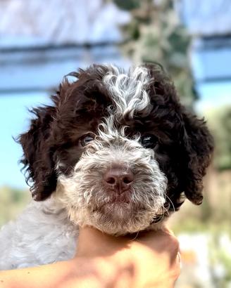 Lagotto romagnolo
