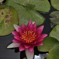 Piante acquatiche e pesci da laghetto