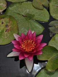 Piante acquatiche e pesci da laghetto