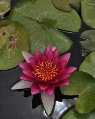 Piante acquatiche e pesci da laghetto