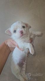 Chihuahua toy bianco pelo lungo 1