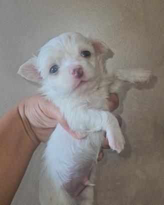 Chihuahua toy bianco pelo lungo 1