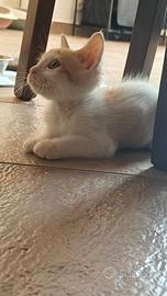 dolce e affettuoso gattino 