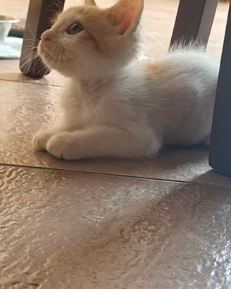 dolce e affettuoso gattino 