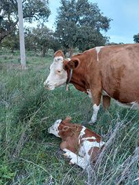 Pezzate rosse e toro