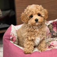 Maltipoo Toy albicocca