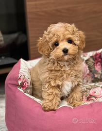 Maltipoo Toy albicocca