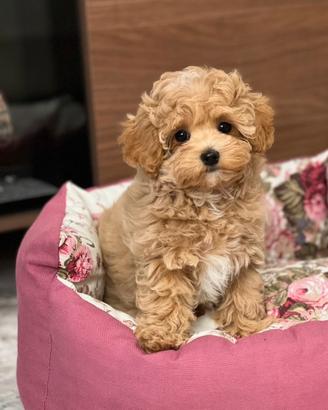 Maltipoo Toy albicocca