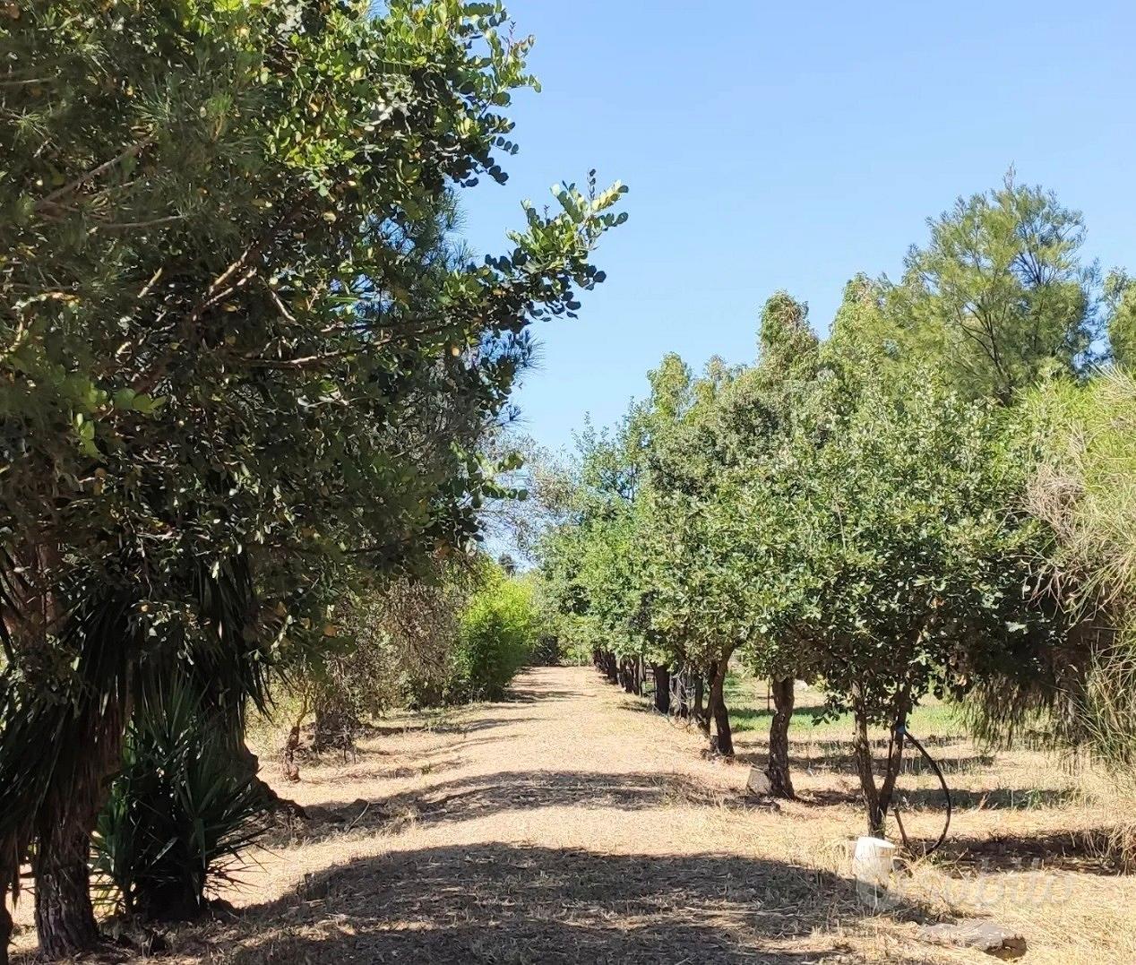 Terreno agricolo - Vista 5