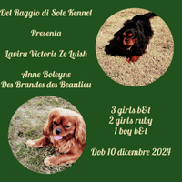 Cucciole cavalier king