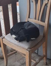 Cagnolino
