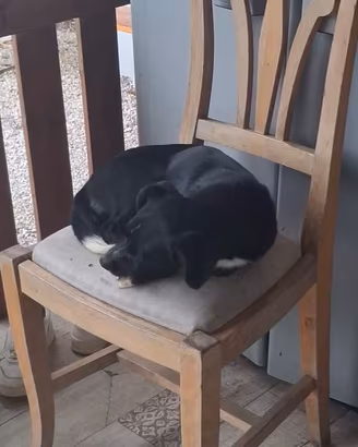 Cagnolino